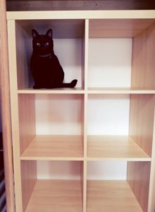 本棚にいる猫